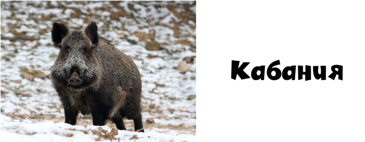 Телеканал Кабания